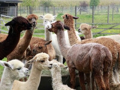 Aabachfarm Alpakas