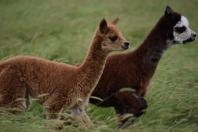 Pointnerhof Alpakas & Lamas