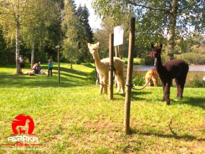Alpaka-TEAM | Alpakawanderungen in Durchhausen bei Tuttlingen