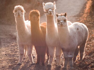 Die Schimberg Alpakas