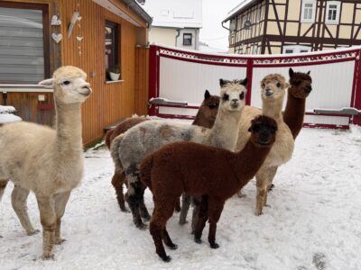 Die Schimberg Alpakas