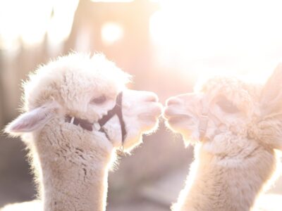 Die Schimberg Alpakas