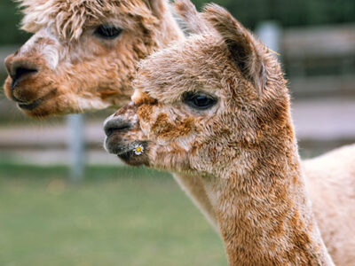 Unser Alpakaparadies an Fehmarns Westküste