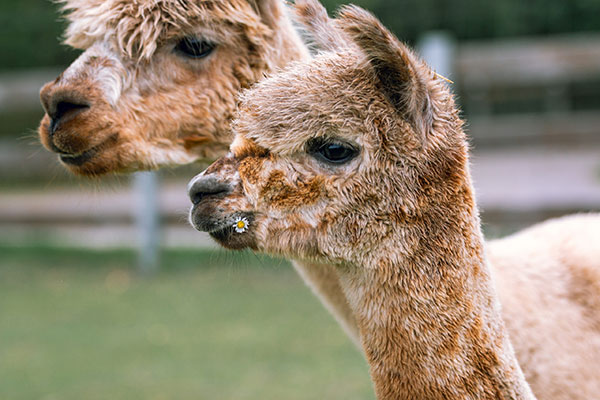 Unser Alpakaparadies an Fehmarns Westküste