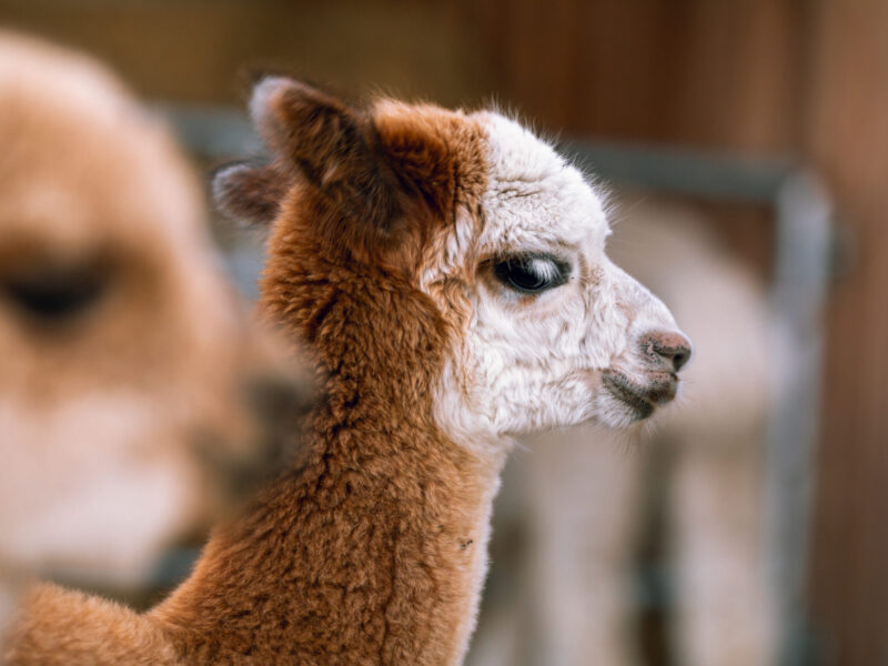 Unser Alpakaparadies an Fehmarns Westküste