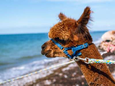 Unser Alpakaparadies an Fehmarns Westküste