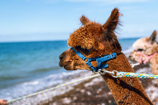 Unser Alpakaparadies an Fehmarns Westküste